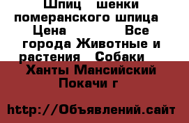 Шпиц - шенки померанского шпица › Цена ­ 20 000 - Все города Животные и растения » Собаки   . Ханты-Мансийский,Покачи г.